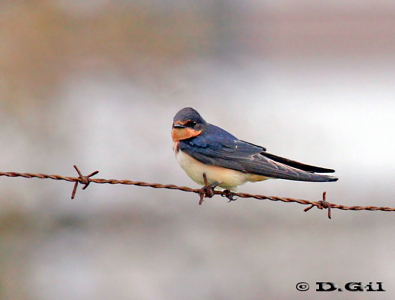 GOLONDRINA TIJERETA(Hirundo rustica) - Faro de Punta Carretas-MONTEVIDEO (Octubre 2011)